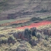 2009-05-Amarant