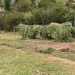 2009-05-Esel