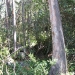 2009-05_Wald