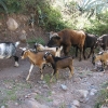 Tierherde