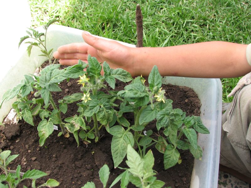 tomatenpflanze